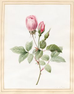 Pembe Gül ve Tomurcuklar, 1826 (parşömen üzerine biraz gövde rengi ile wc)