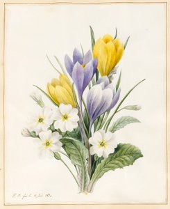 Beyaz Primroses ve Early Hybrid Crocuses, 1830 (parşömen üzerine biraz gövde rengi ile wc) by Louise DOrleans
