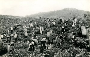 Çay toplama, taşra arazisi, Seylan, c.1900-1930 (s/b fotoğraf)