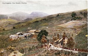 Up-Country Tea Estate, Seylan, c.1900-20 (el ile renklendirilmiş fotoğraf)