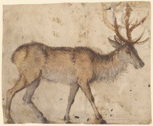 Bir Geyik Etüdü (rekto), c.1520-30 (beyaz guajla güçlendirilmiş kahverengi astarlı fırça) by Lucas the Elder Cranach