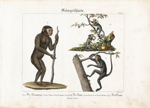  by Ludwig Meyer