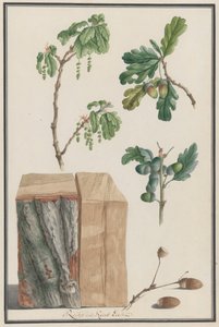 Bir İngiliz meşesi Quercus robur