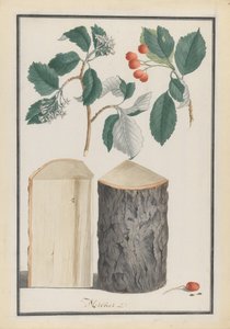 Beyaz ışın Sorbus alt cinsi Aria, 1788