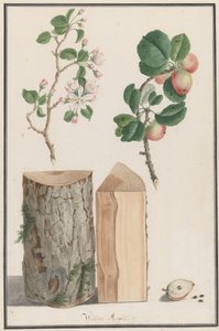 Yabani elma ağacının gövdesi, çiçekleri ve meyvesi üzerine çalışmalar Malus sylvestris, 1788. by Ludwig Pfleger