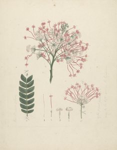 Albizia gummifera (JF Gmel.) CA Sm. (Gummy Albizia Ağacı): çiçeklenme, çiçek ve yaprak detaylarıyla birlikte çiçekli sürgün başının çizimi tamamlandı by Luigi Balugani