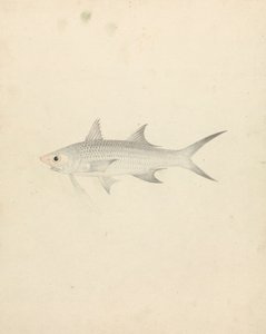 Binney: bir numara (bir balık) by Luigi Balugani