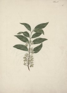 Catha mantarı Forssk. (Khath): çizimi bitirdi by Luigi Balugani