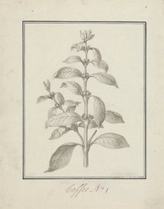 Coffea arabica L. (Arabica Kahvesi): yapraklı filiz ve yemişlerin bitmiş çizimi
