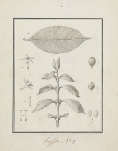 Coffea arabica L. (Arabica Kahvesi): çiçek, yaprak ve meyve detaylarıyla yapraklı sürgün çizimi tamamlandı by Luigi Balugani