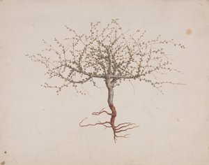 Commiphora gileadensis (L.) C. Chr. (Gilead Merhemi, Opobalsam): ağacın alışkanlığı varsa (köklerle birlikte) çizim tamamlandı