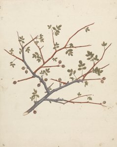 Commiphora gileadensis (L.) C. Chr. (Gilead Merhemi, Opobalsam): meyve veren dalın çizimi tamamlandı