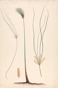 Cyperus papyrus L. (Papirüs Sazlığı): solda ve sağda çiçek salkımına ait ayrıntılarla birlikte buhar ve çiçekli başın tamamlanmış çizimi