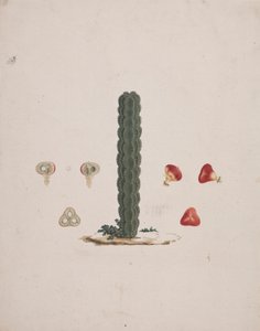 Euphorbia abyssinica JF Gmel. (Ethiopian Tree-Spurge): bütün ve parçalanmış meyvelerin detaylarıyla birlikte tek bir gövdenin tamamlanmış çizimi