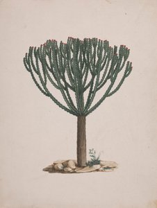 Euphorbia abyssinica JF Gmel. (Ethiopian Tree-Spurge): ağacın alışkanlığının çizimi tamamlandı