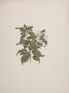 Jasminum dichotomun Vahl (Afrika yasemini): bitmiş çizim by Luigi Balugani