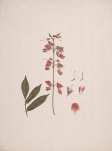 Millettia ferruginea (Hochst.) Baker: birkaç ayrıntı hariç tamamlanmış çizim by Luigi Balugani