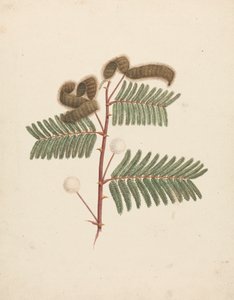Mimosa pigra (L.): bitmiş çizim