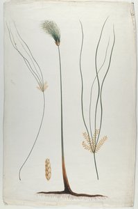 Papirüs (Bitki ve Kök Detayı), James Abyssinian Bruce