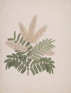 Pterolobium stellatum (Forssk): bitmiş çizim by Luigi Balugani