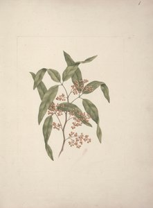 Rhus mu? retinore Oliver: çizimi bitirdi by Luigi Balugani
