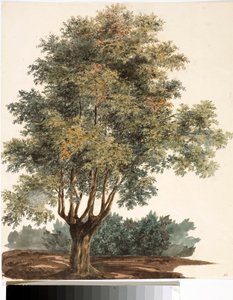 Ağaç (Suluboya, yaklaşık 1825) by Luigi Garibbo