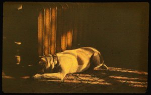 Uyuyan köpeğin güneş ışığı altında Otokrom Lumière ile çekilmiş renkli fotoğrafı ve 35mm... by Luis Marden