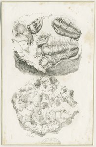 Dudley - Fosiller: litografi, nd [c 1825] (baskı) by Luke Booker