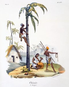 Palmiye ağacına tırmanan Nadar kastından bir adam, 1827-35