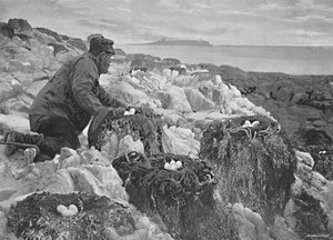 Karabatak Yuvaları, Farne Adaları, c1896