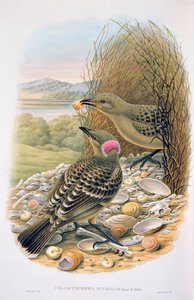 Chlamydera Nuchalis, Büyük veya Büyük Gri Bowerbird