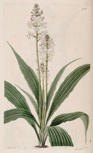 Calanthe triplicata