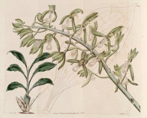 Catasetum cristatum'un çizimi by M. Hart