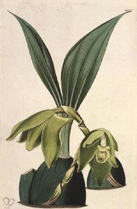 Orkide: Maxillaria ciliaris, M. Hart (fl.1829), I. Ridgway tarafından yayınlandı