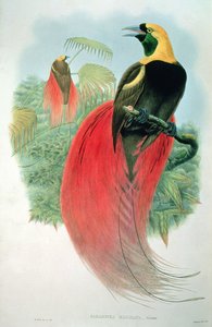 Cennet Raggiana