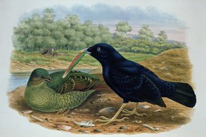 Ptilonorhyncus Violaceus, Saten Bowerbird by M. Hart