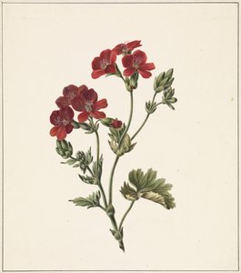 kırmızı çiçek by M. de Gijselaar