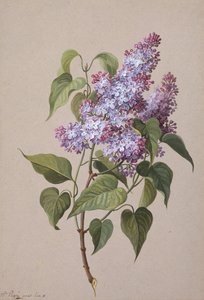 Leylak (siyah tebeşir, suluboya ve gövde rengi kağıdı) by Madame Peigne