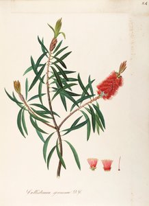 Albany Bottlebrush (Callistemon speciosum DC), Myrtaceae, Kalıcı yapraklı çalı, Avustralya