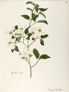 Çiçekli Kızılcık (Cornus florida), Mısırgiller, Kuzey Amerika