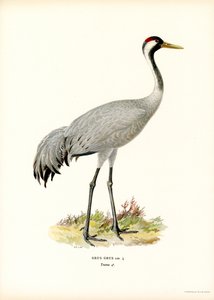 Turna (renkli taş) by Magnus Ferdinand and Wilhelm von Wright