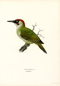 Yeşil Ağaçkakan (renkli taş) by Magnus Ferdinand and Wilhelm von Wright