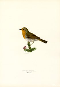 Robin (renkli taş)