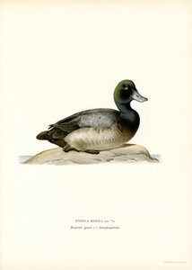 Amerikan Scaup Duck (renkli lito) by Magnus Ferdinand and Wilhelm von Wright