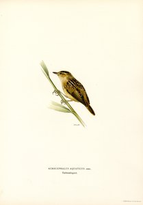Aquatic Warbler (renkli lito) by Magnus Ferdinand and Wilhelm von Wright
