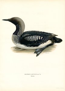 Arctic Loon (renkli taş) by Magnus Ferdinand and Wilhelm von Wright