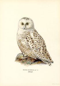 Kutup Baykuşu (renkli taş) by Magnus Ferdinand and Wilhelm von Wright