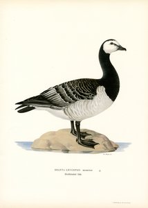 Barnacle Goose (renkli lito) by Magnus Ferdinand and Wilhelm von Wright