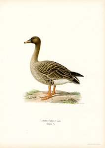 Fasulye Kazı (renkli taş) by Magnus Ferdinand and Wilhelm von Wright