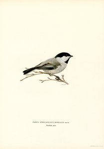 Siyah başlıklı Chickadee (renkli taş)
